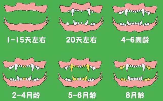 狗狗牙齿年龄图解 狗狗牙齿年龄图解
