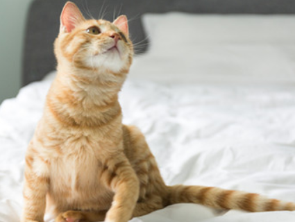 猫绝育粘人是什么原理