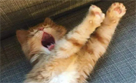 猫咪半夜不睡觉总闹腾