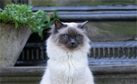 小猫一天拉几次屎才算正常的