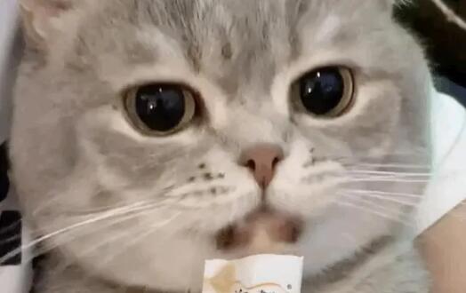 猫咪零食都有什么 猫咪零食都有什么