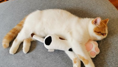 宠物圈 “多格漫”专场|原来宠物的东西这么好玩,吸盘眺望台是个什么东东? 宠物圈 “多格漫”专场|原来宠物的东西这么好玩,吸盘眺望台是个什么东东?