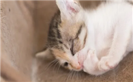 猫为什么不吃东西还没有精神呢