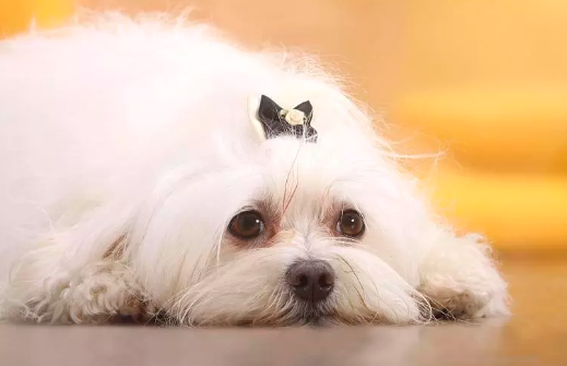 怎么给狗狗补充营养比较好 怎么给狗狗补充营养比较好
