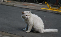 适合流浪猫吃的猫粮