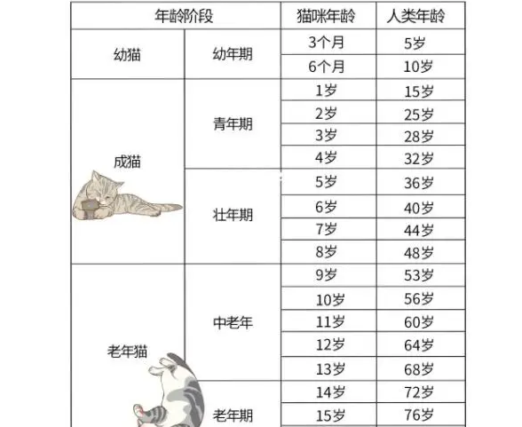 猫咪多久算成年猫,铲屎官如何挑选成猫和幼猫猫粮? 猫咪多久算成年猫,铲屎官如何挑选成猫和幼猫猫粮?
