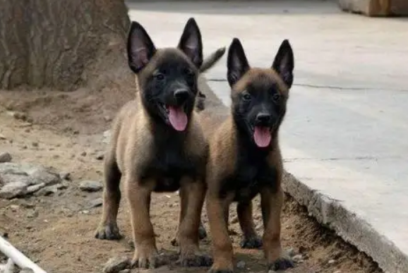 幼年马犬怎么看纯不纯?有人知道吗? 幼年马犬怎么看纯不纯?有人知道吗?