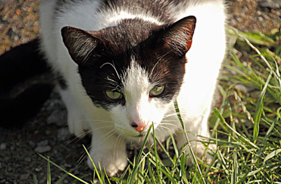 猫咪猫传腹和猫粮有关系吗