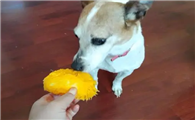 小狗能吃芒果吗