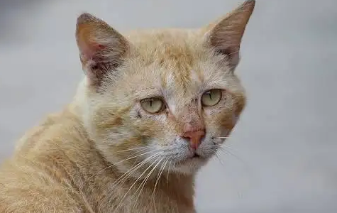 猫咪眼睛周围的毛脱落是什么原因造成的