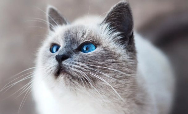 猫咪拉肚子还有点拉血怎么办呢