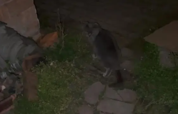 猫咪：虽你没带走我，可我还想为你守家