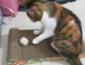 田田猫玩具好吗 田田猫玩具好吗