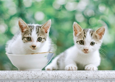 小奶猫尿道的肿了怎么办