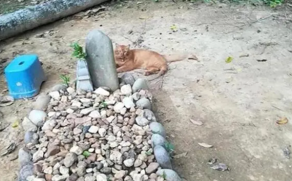 橘猫连续700天偷偷溜出家门,真实原因让无数网友泪目…… 橘猫连续700天偷偷溜出家门,真实原因让无数网友泪目……
