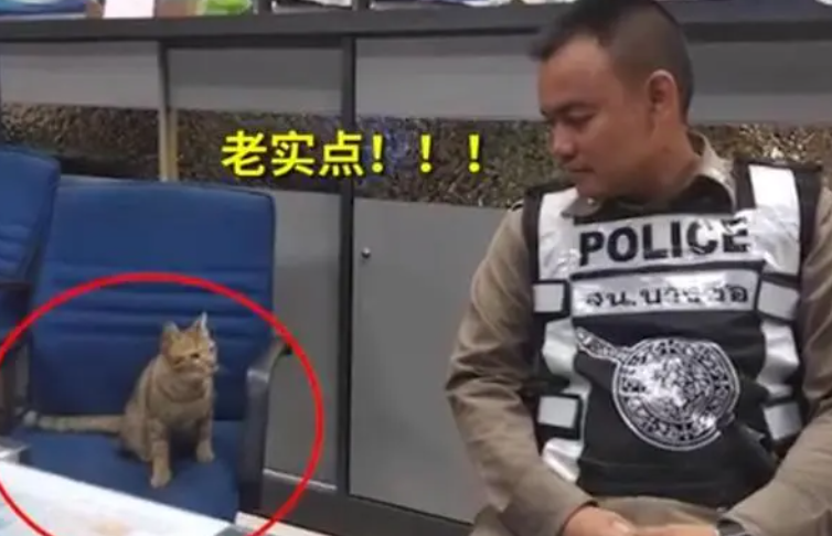 因晚上不睡觉而被警方逮捕的猫咪走红网络，笑哭一众网友