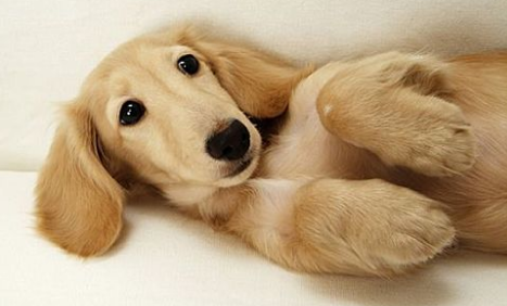 幼犬轻微流鼻涕怎么办啊