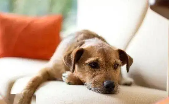 狗狗黄疸要多久退黄 狗狗黄疸要多久退黄
