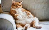 怎么确定母猫怀孕了