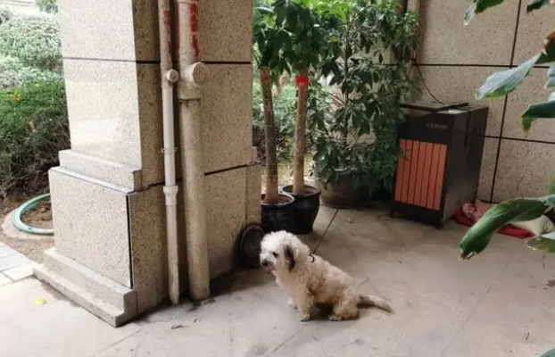 瑞安某小区一幕！这只狗好可怜