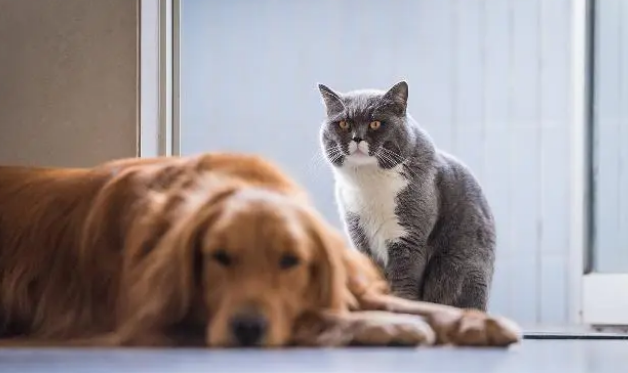 猫粮狗粮可以互相换着吃?事实上,猫对食物的要求比犬高 猫粮狗粮可以互相换着吃?事实上,猫对食物的要求比犬高
