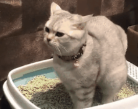 猫咪拉完屎就疯狂跑怎么回事