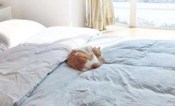 别买猫窝了,这5个地方,才是猫咪最喜欢睡觉的地点! 别买猫窝了,这5个地方,才是猫咪最喜欢睡觉的地点!