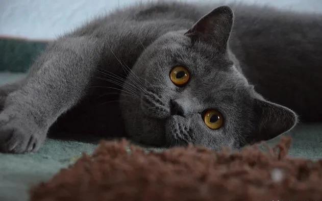 猫咪头顶中间凸起一道高骨头怎么回事 猫咪头顶中间凸起一道高骨头怎么回事