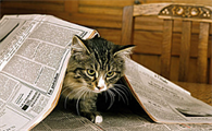 猫连打十几个喷嚏怎么回事