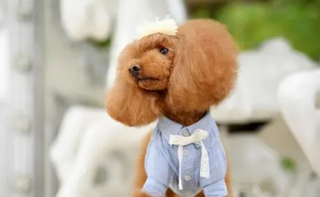 疑似走失的泰迪犬，不知在流浪时经历过什么，变得极其警惕且敏感