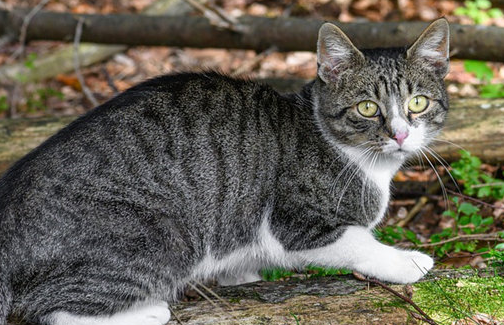 猫咪一直想吐吐不出来是怎么回事