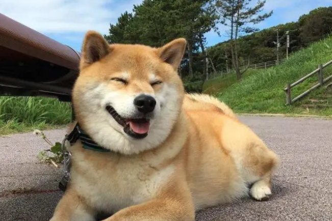想要饲养柴犬?不妨先来了解下柴犬和小黄土狗的区别~ 想要饲养柴犬?不妨先来了解下柴犬和小黄土狗的区别~