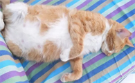 猫的孕期有多长时间