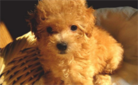 贵宾犬呕吐吃什么药好得快些