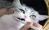 猫咪除口臭的简单方法