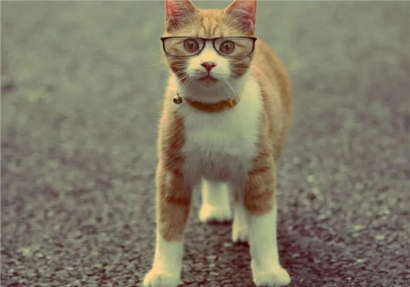 猫咪要定期驱虫吗 猫咪要定期驱虫吗