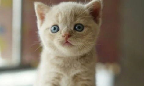 新生小猫人工排尿多久一次比较好 新生小猫人工排尿多久一次比较好