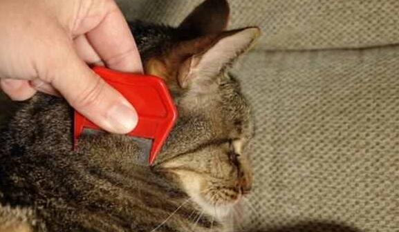 猫咪除跳蚤的方法 猫咪除跳蚤的方法
