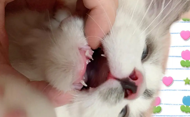 猫的尖牙断了一半都是什么原因 猫的尖牙断了一半都是什么原因