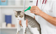 猫咪黄水怎么回事