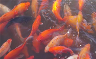 鱼身上鱼鳞烂了怎么回事
