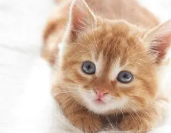猫吃维生素B有什么用