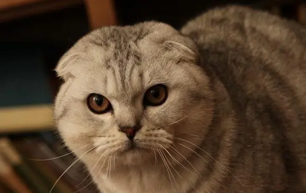 今日科普:折耳猫尾巴僵硬就是发病吗? 今日科普:折耳猫尾巴僵硬就是发病吗?
