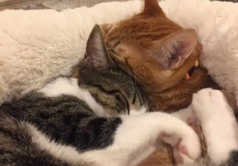猫跟人睡在一起吸阳气