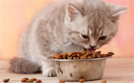 猫多久换一次猫粮比较好