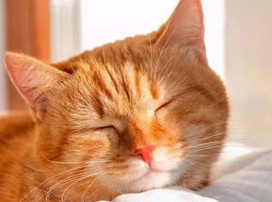 猫咪上火了怎么办 猫咪上火了怎么办