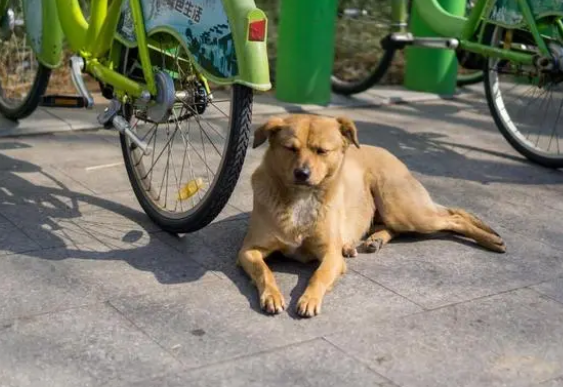 主人干活狗狗在旁凑热闹，竟被投入下水道走了100米