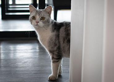 猫咪羊水破了多久时间内是安全的状态 猫咪羊水破了多久时间内是安全的状态