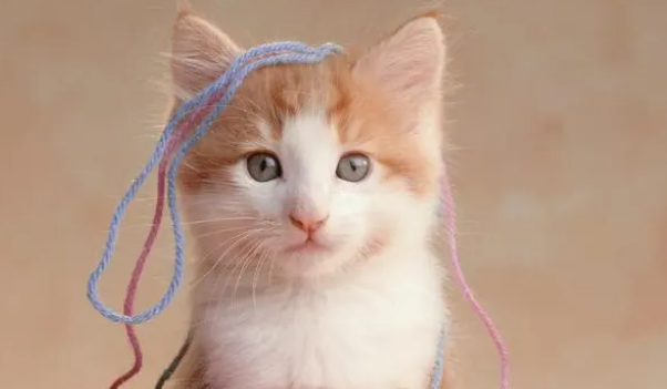 猫为什么会一直叫个不停 猫为什么会一直叫个不停