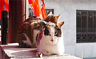 猫咪的眼睛流脓怎么办